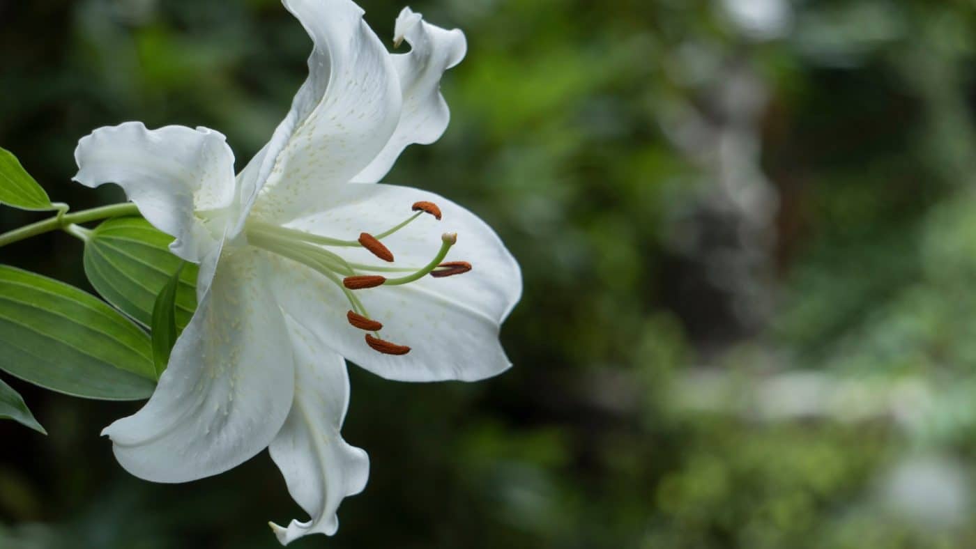 Terraqua cicek flower3