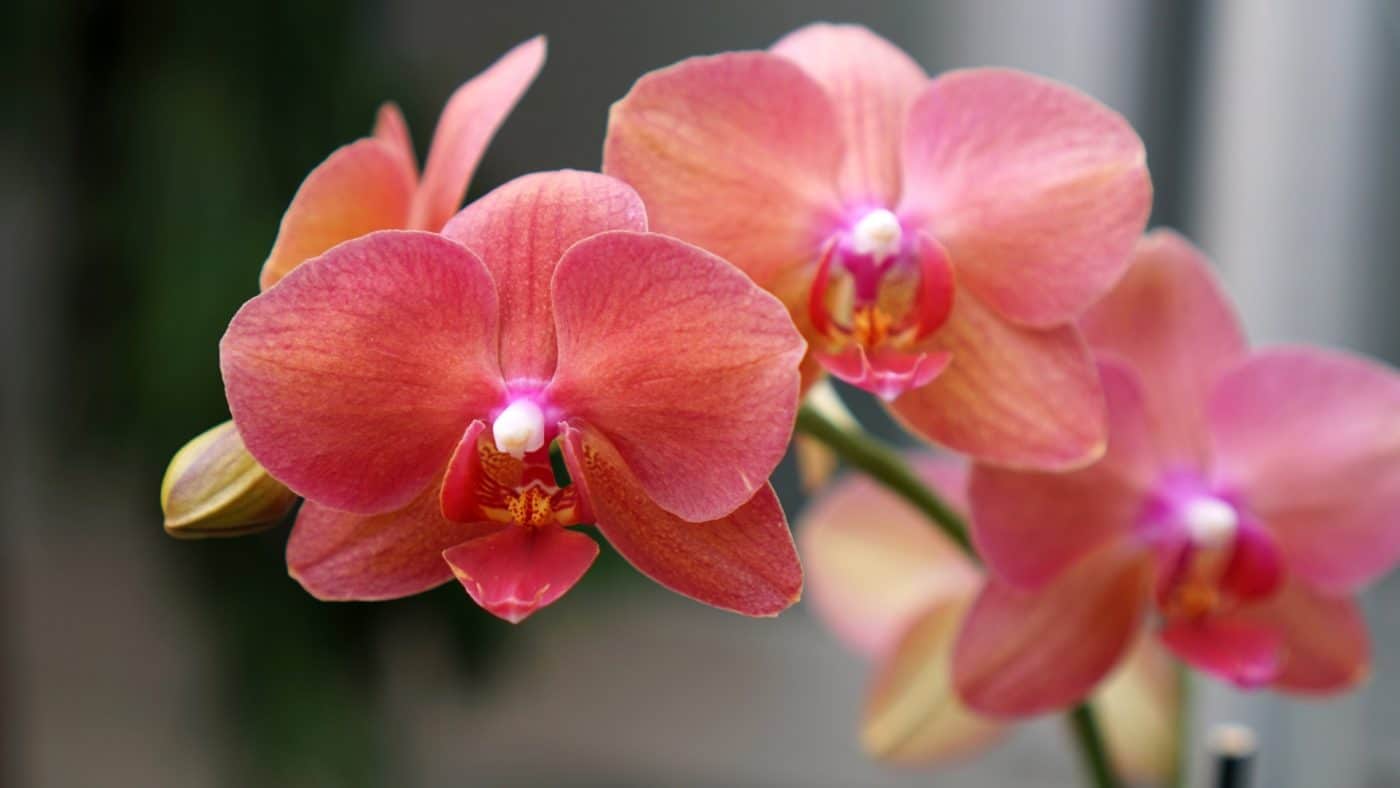 Terraqua cicek flower5