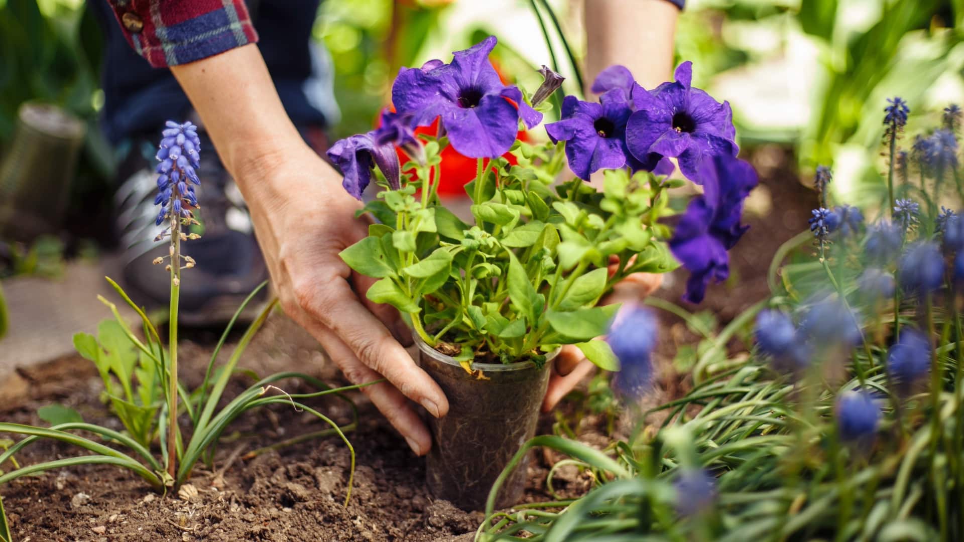 Garden care