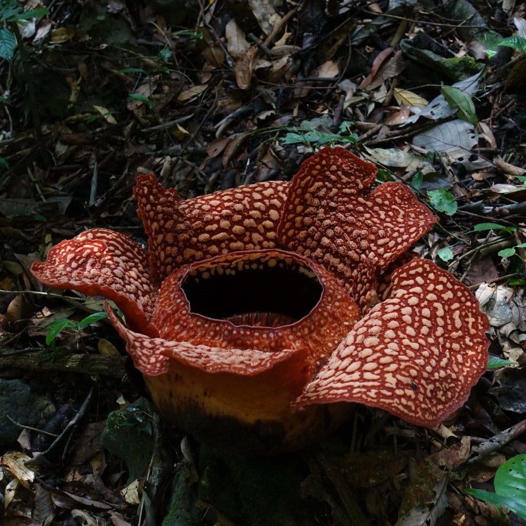 Sıralısı bitkiler 4 rafflesia