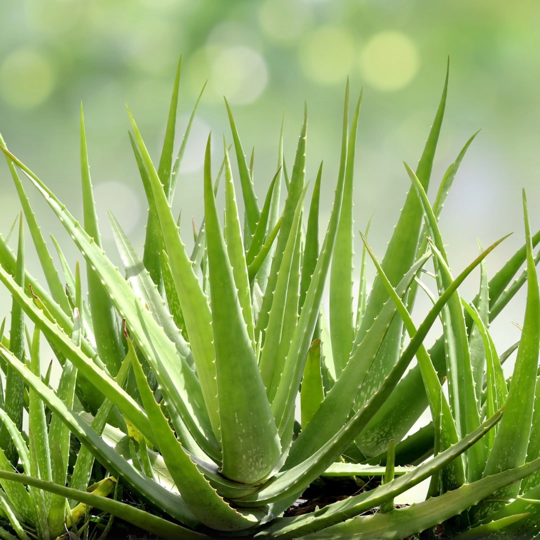 Sıralısı bitkiler 5 aloe vera