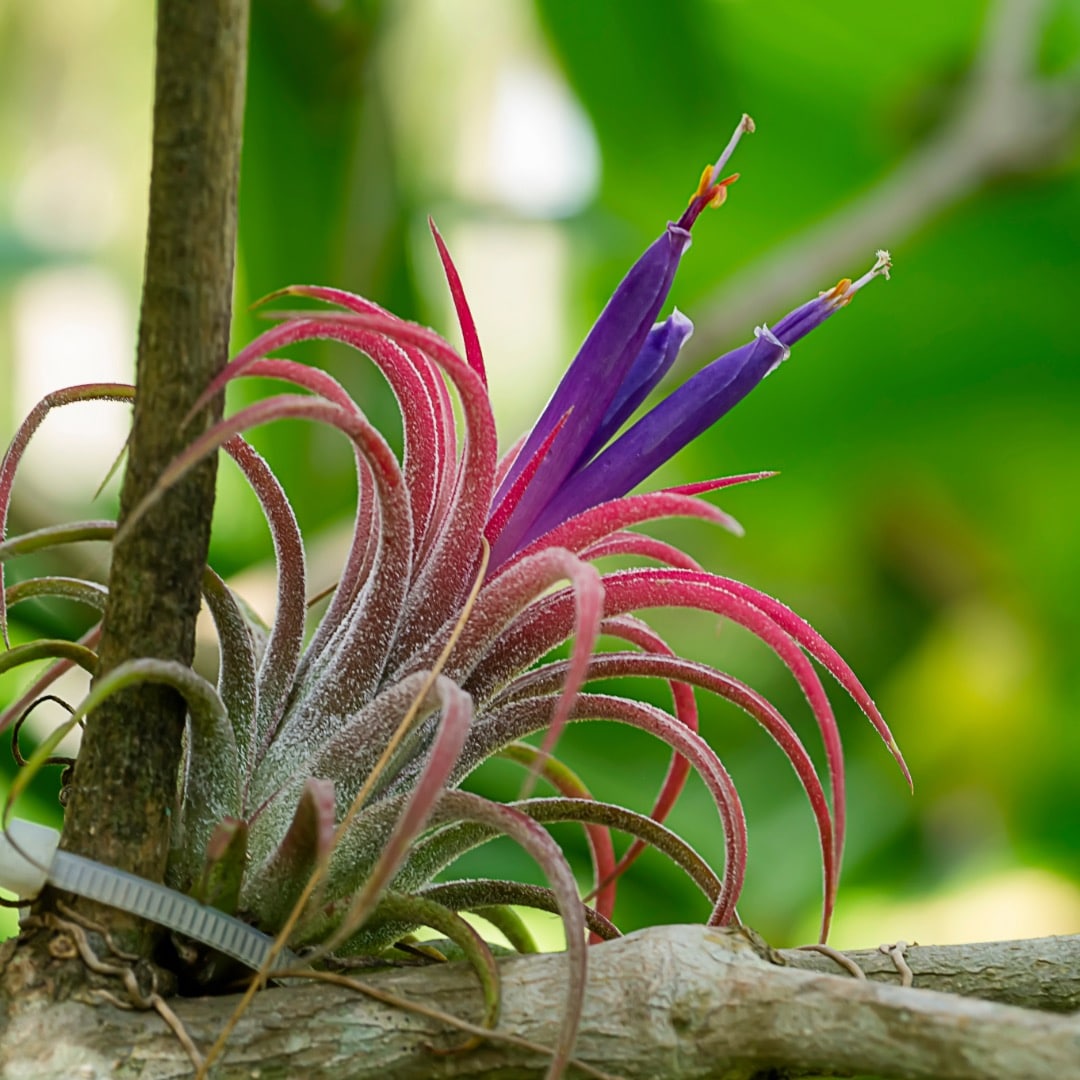 Sıralısı bitkiler 6 tillandsia