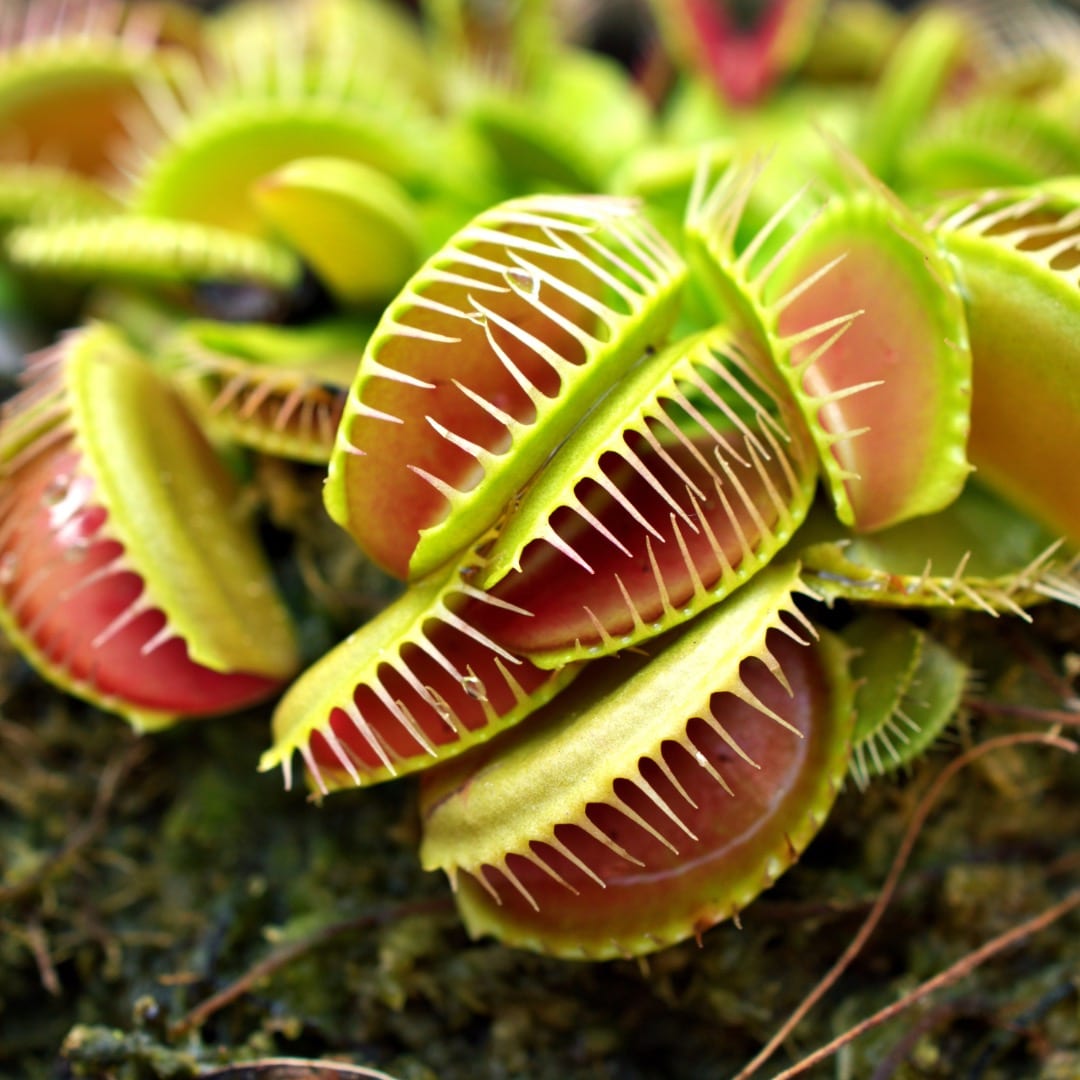 Sıralısı bitkiler 7 dionaea muscipula