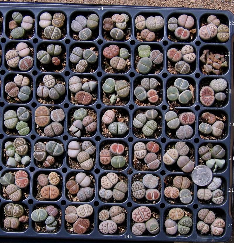 Lithops1