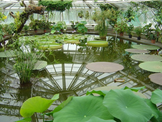 Botanical_Garden_Berlin_-_Victoria_House_(flo)