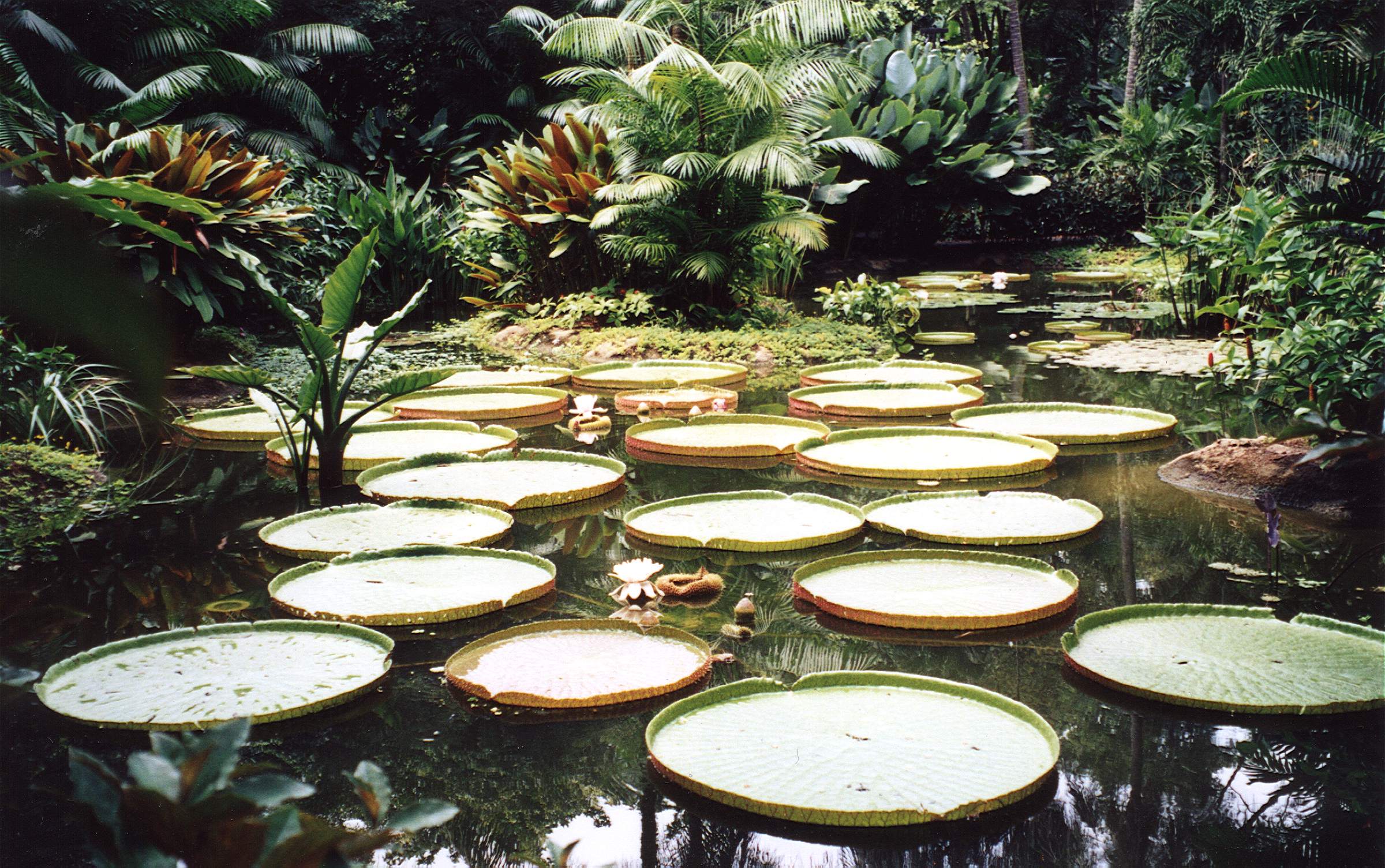 Singapore_Botanic_Garden2