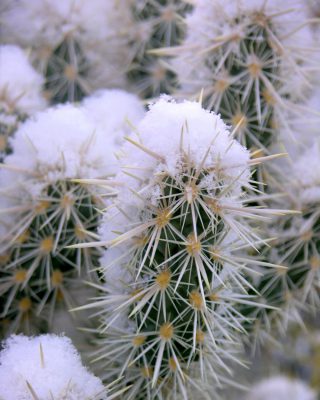 snow-cactus-winter-cholla
