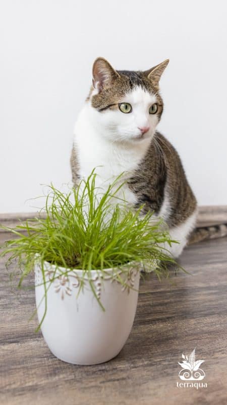 Cat Eats Grass