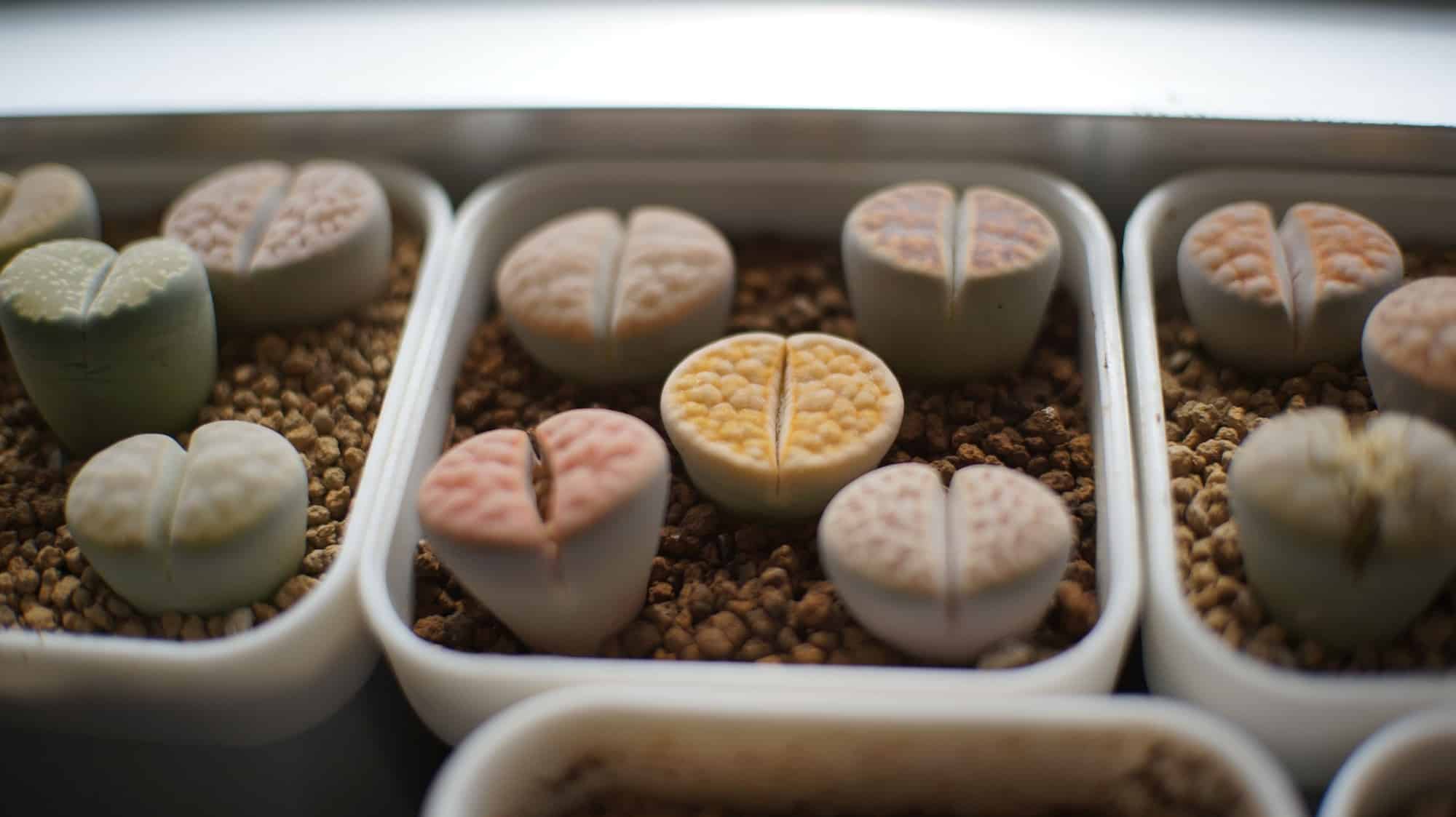 Closeup of beautiful Lithops plants growing in a garden