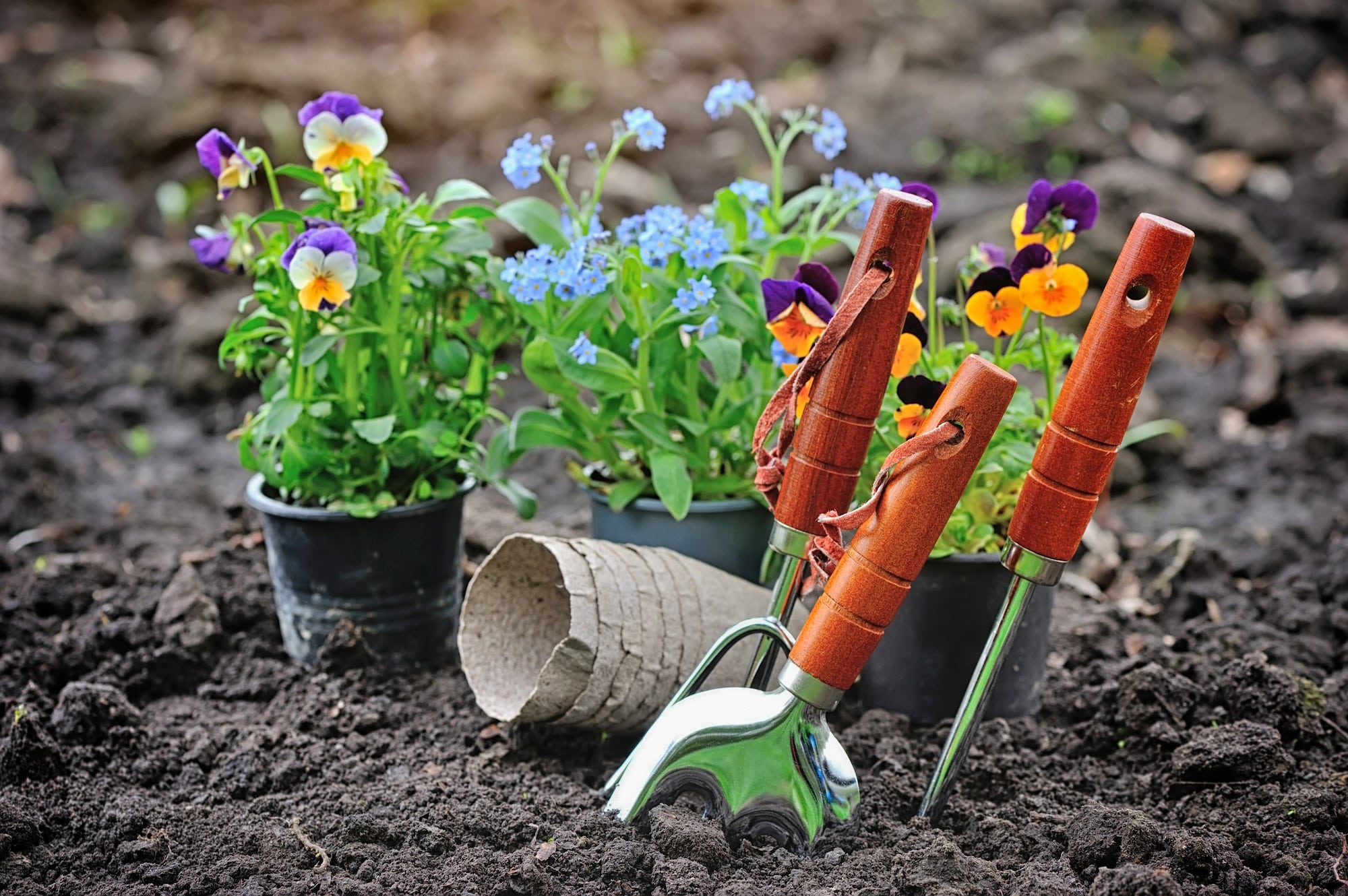 Gardening tools and spring flowers in the garden