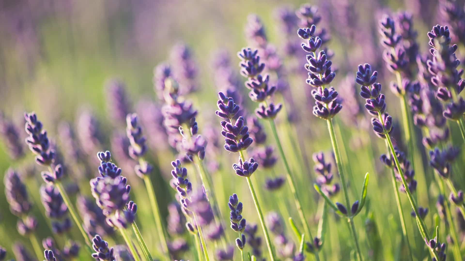 Lavender 1