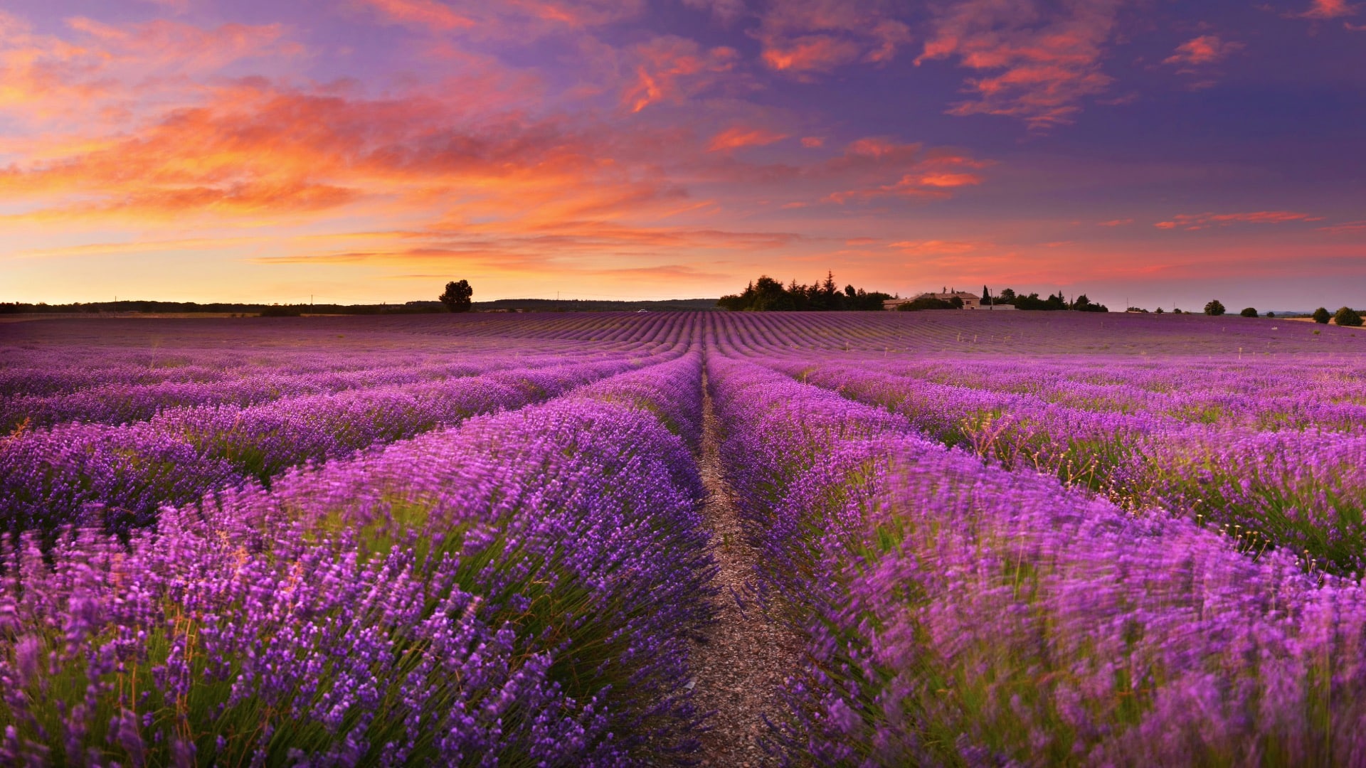 Lavender 4