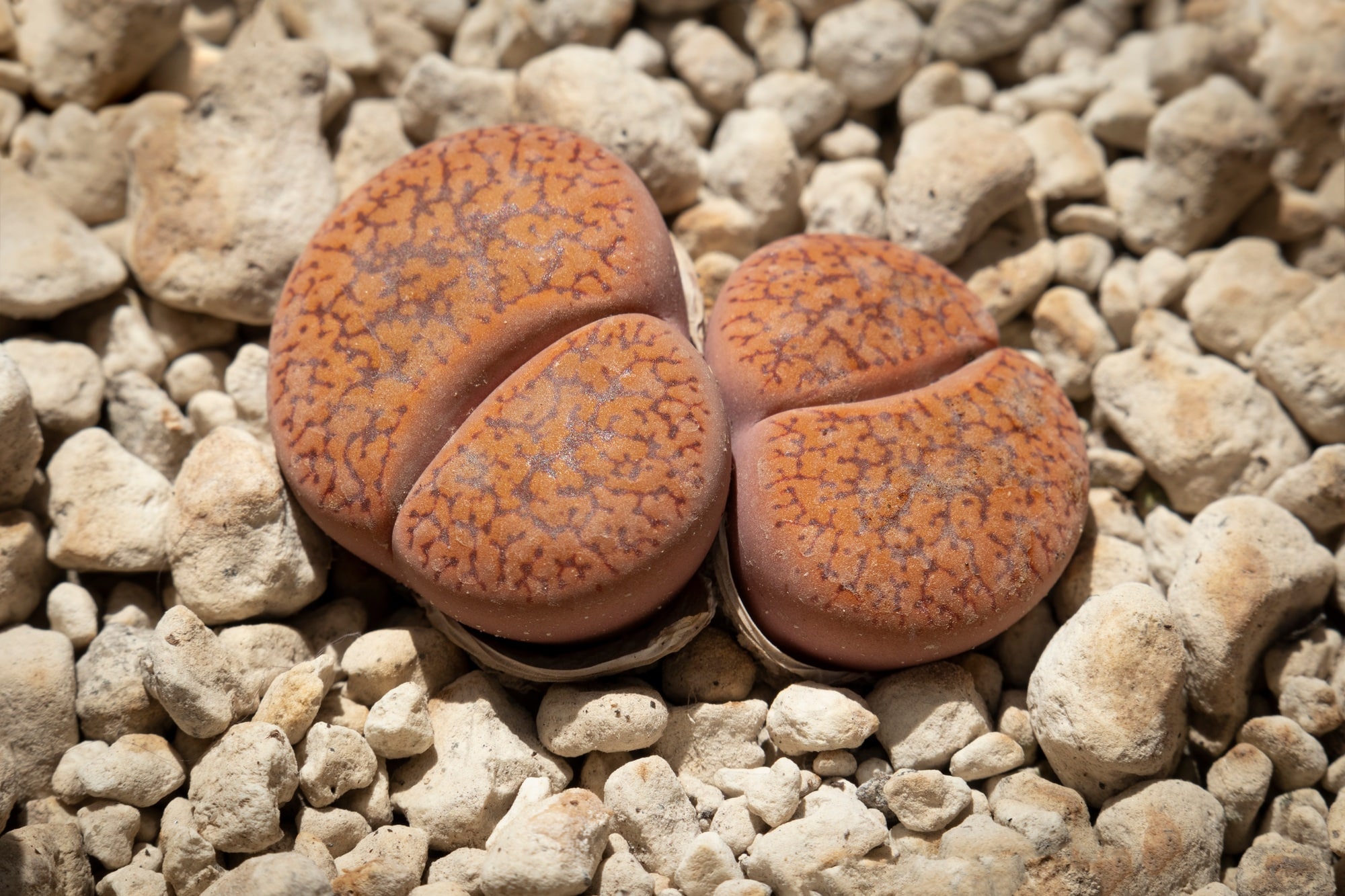 Lithops hookeri close up