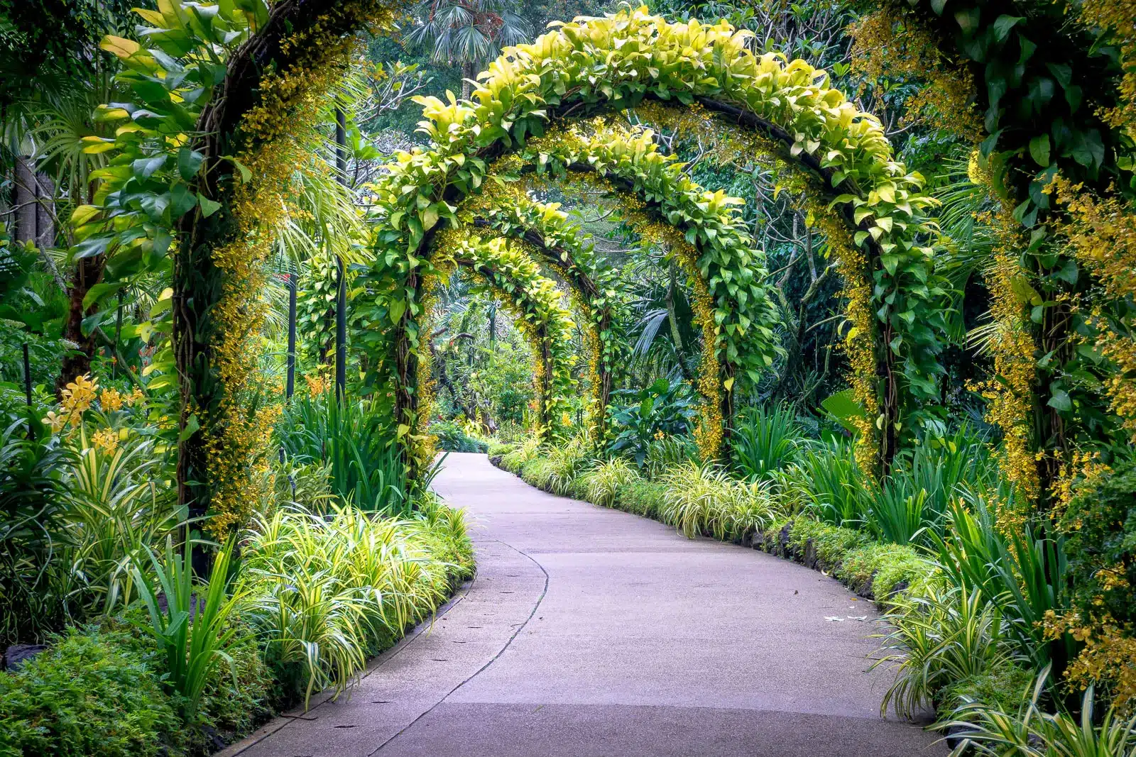 Pow golden arches in singapore s botanical gardens.jpg