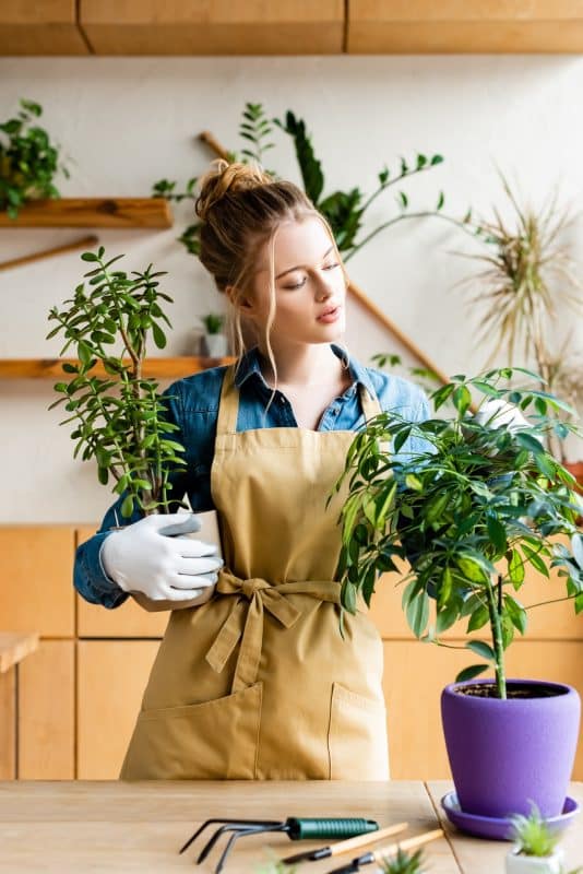 beautiful woman in apron holding flowerpots with plants