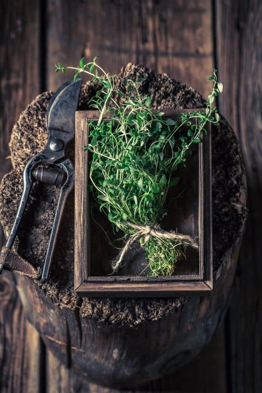 Closeup of thyme with old garden pruning scissors