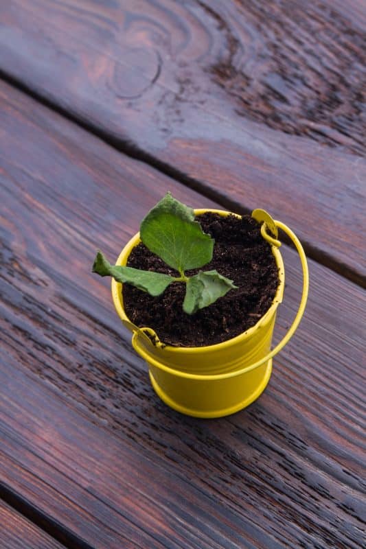 Growing plant in a yellow bucket pot.