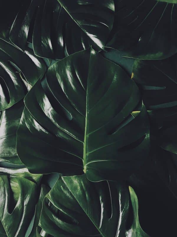 plant