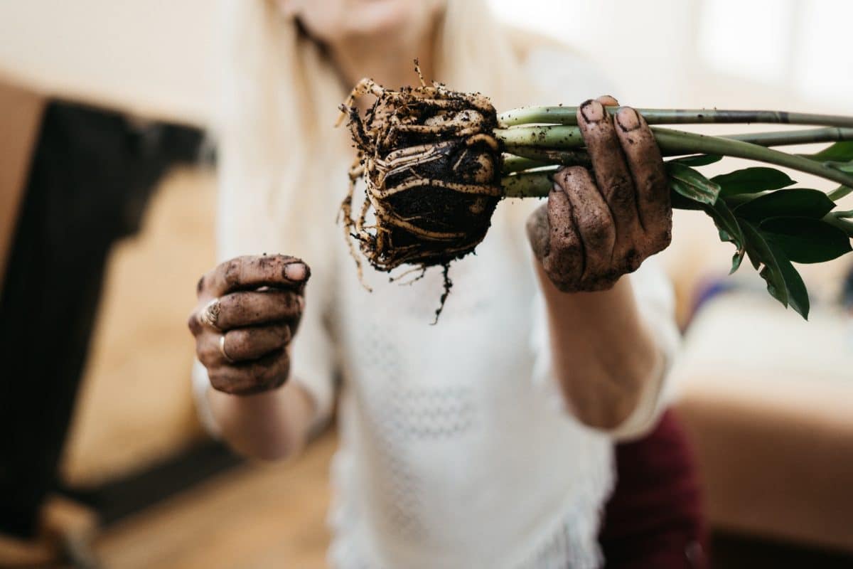 gardening and planting / plant lover / roots