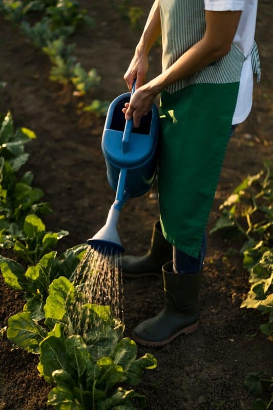 Woman watering platns in garden