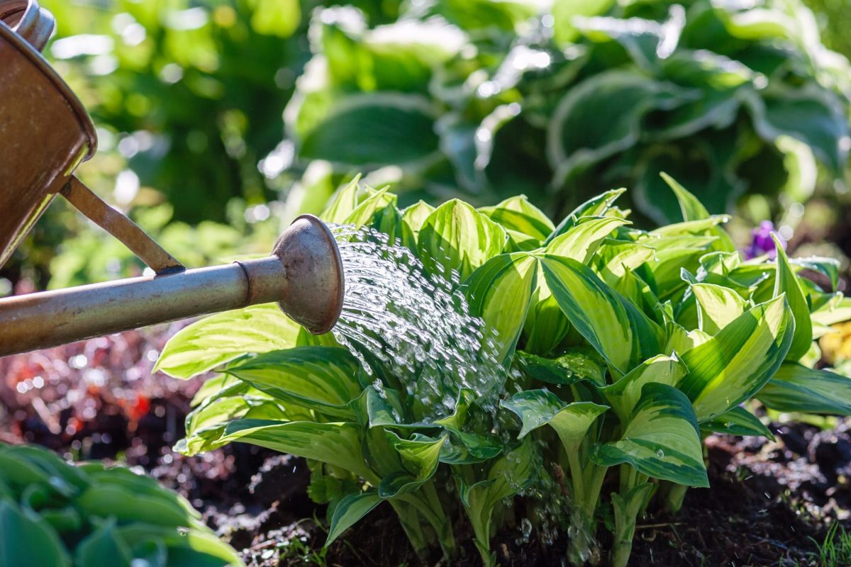 Watering plants on flowerbed in summer garden.jpg