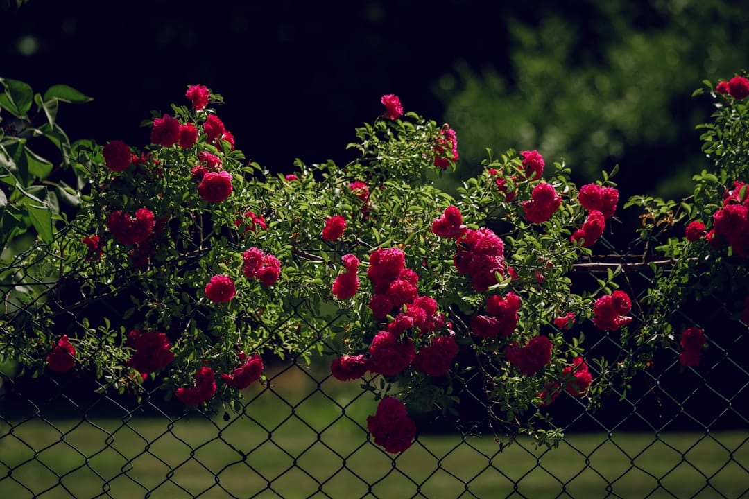 a bunch of red roses on a bush behind a chain link fence
