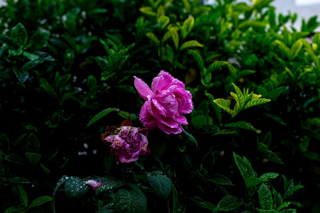 Pink roses bloom in a lush green garden.