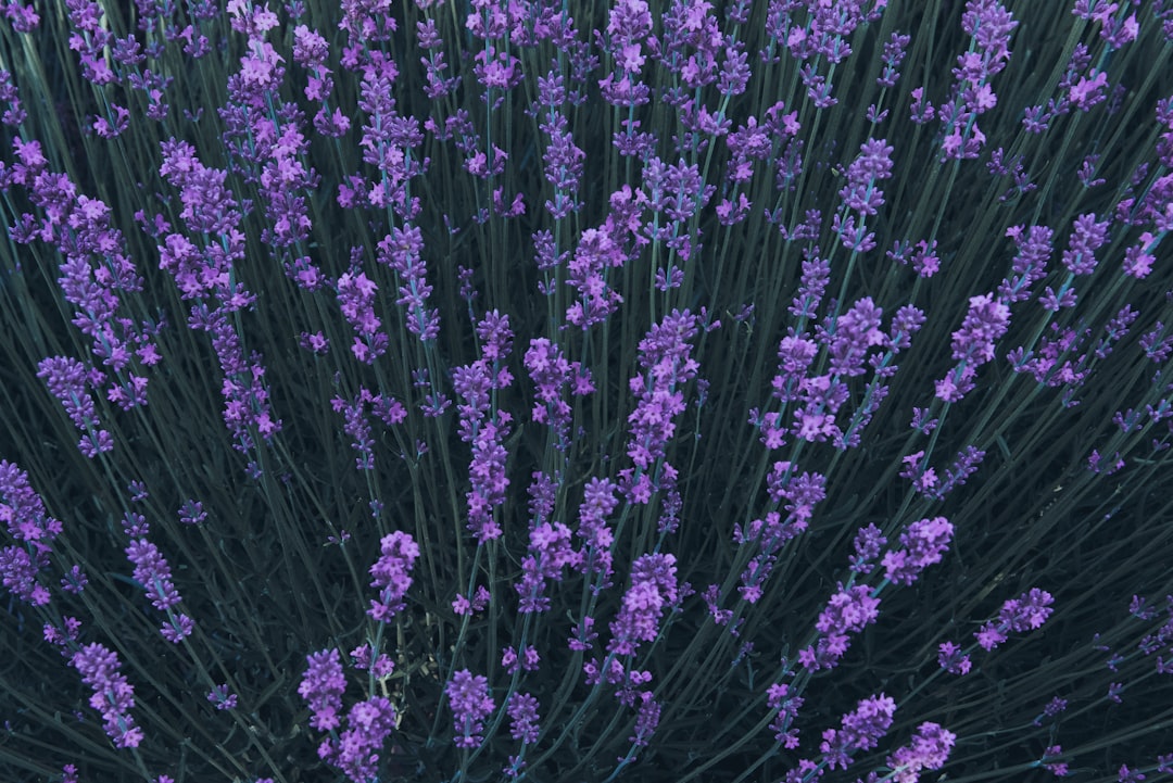 purple petaled flowers