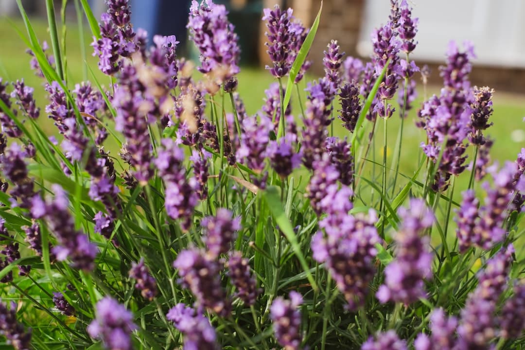 purple flowers in tilt shift lens