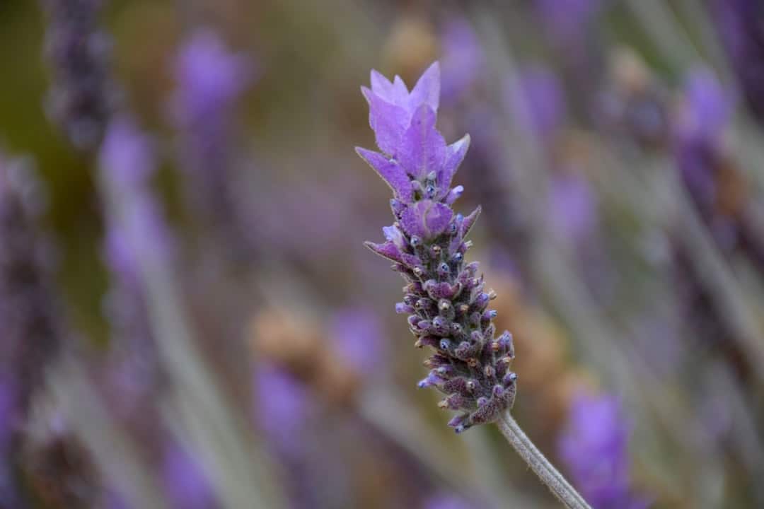 selective focus photography of lavender flower