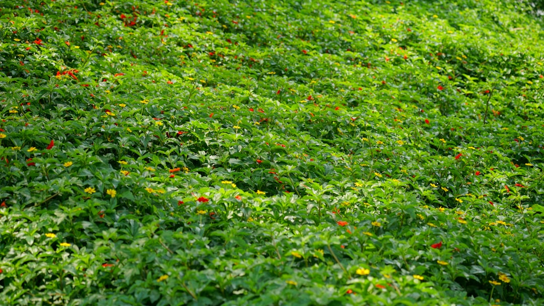 a lush green hillside covered in lots of red and yellow flowers