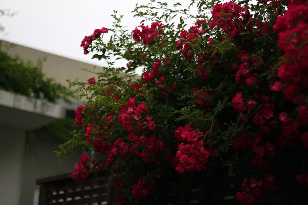 Red flowers bloom in a garden on a cloudy day.