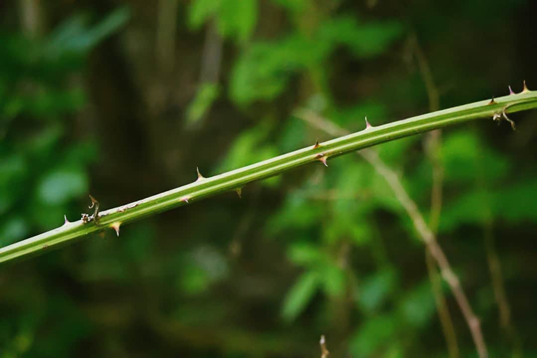 A thorny vine branch is visible in close-up.