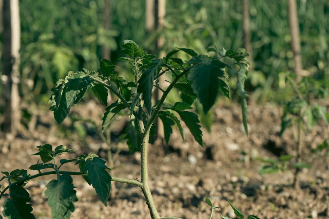 a green plant in the middle of a field