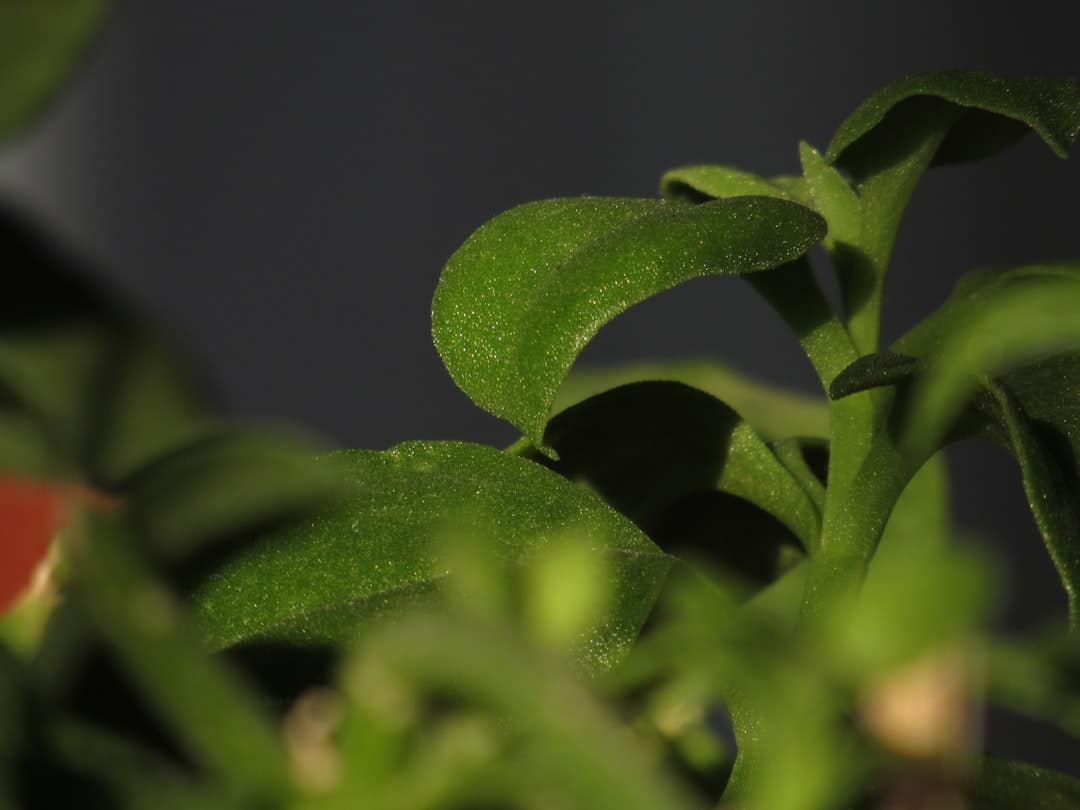 A close up of a plant with green leaves