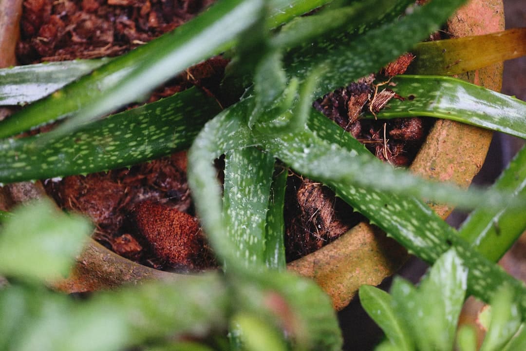 a close up of a potted plant with green leaves