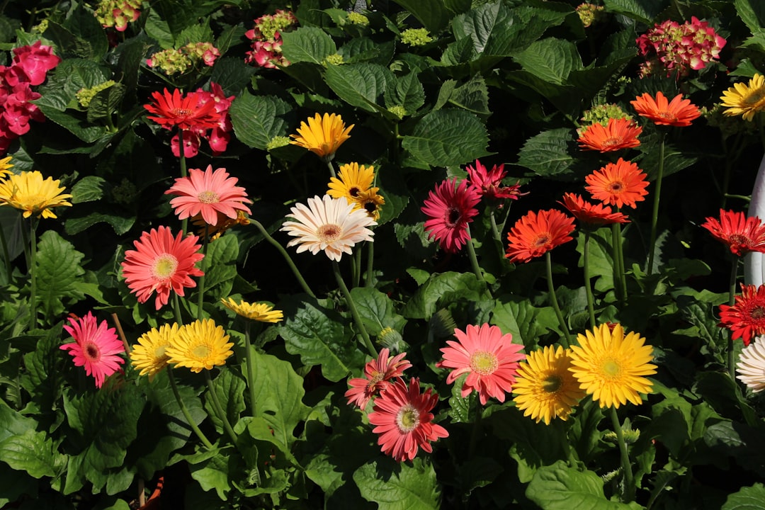 a bunch of flowers that are in the grass