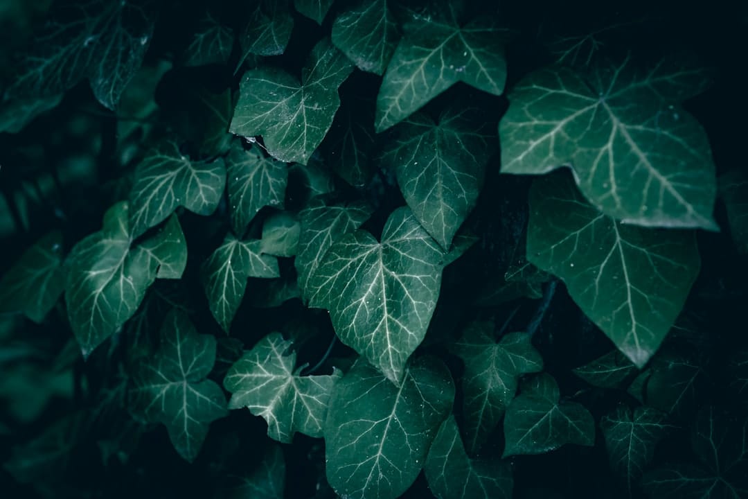 Dark green ivy leaves with white veins