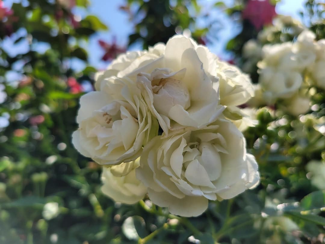 a bunch of white flowers that are on a tree