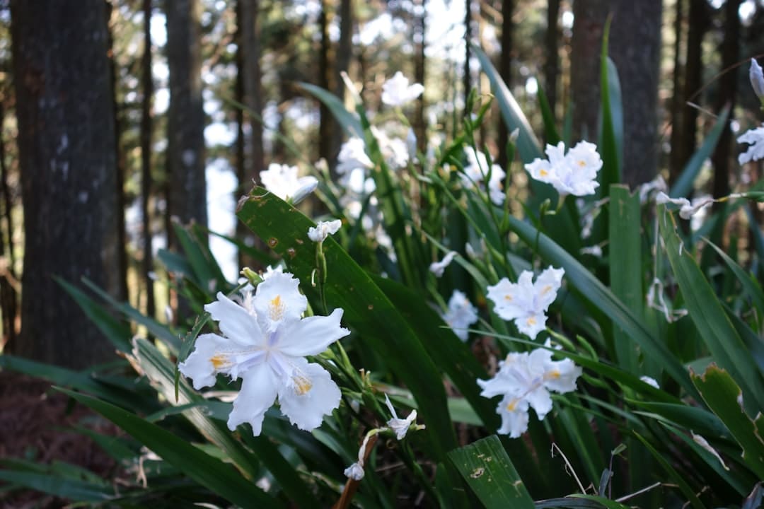 a group of white flowers sitting in the middle of a forest