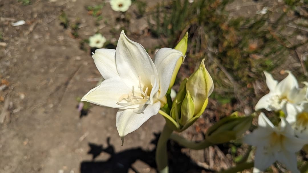 A close up of a white flower on the ground