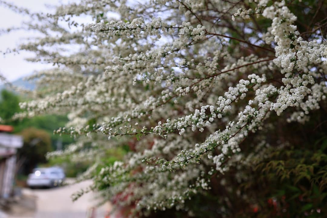 White flowering bush along a blurred street.