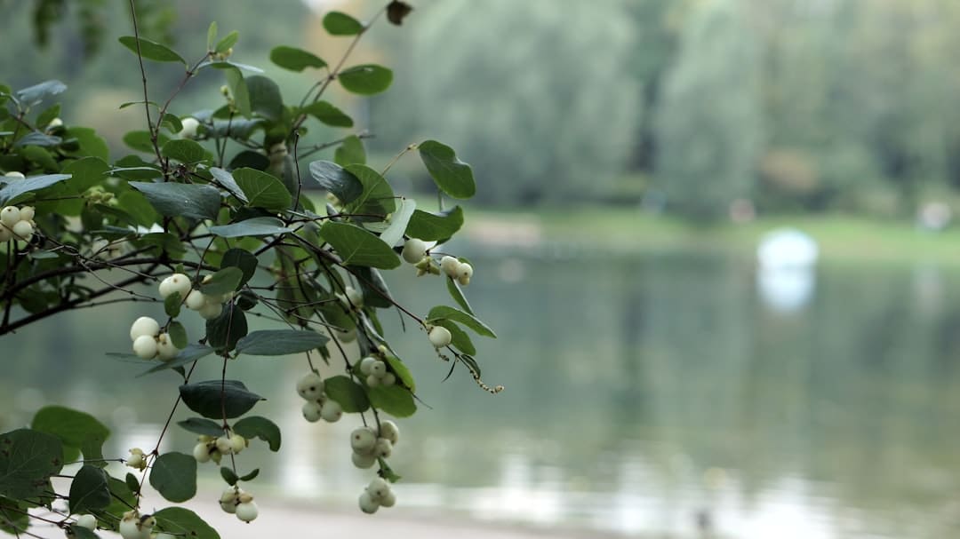 A tree branch with white flowers in front of a body of water