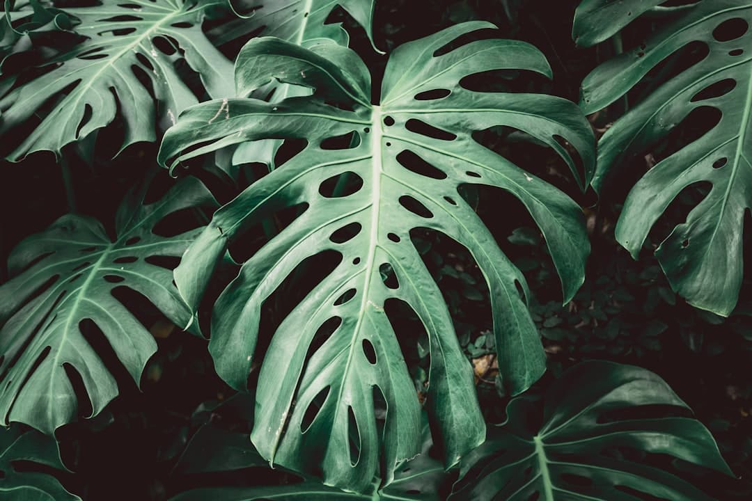 Large, green monstera deliciosa leaves are visible.