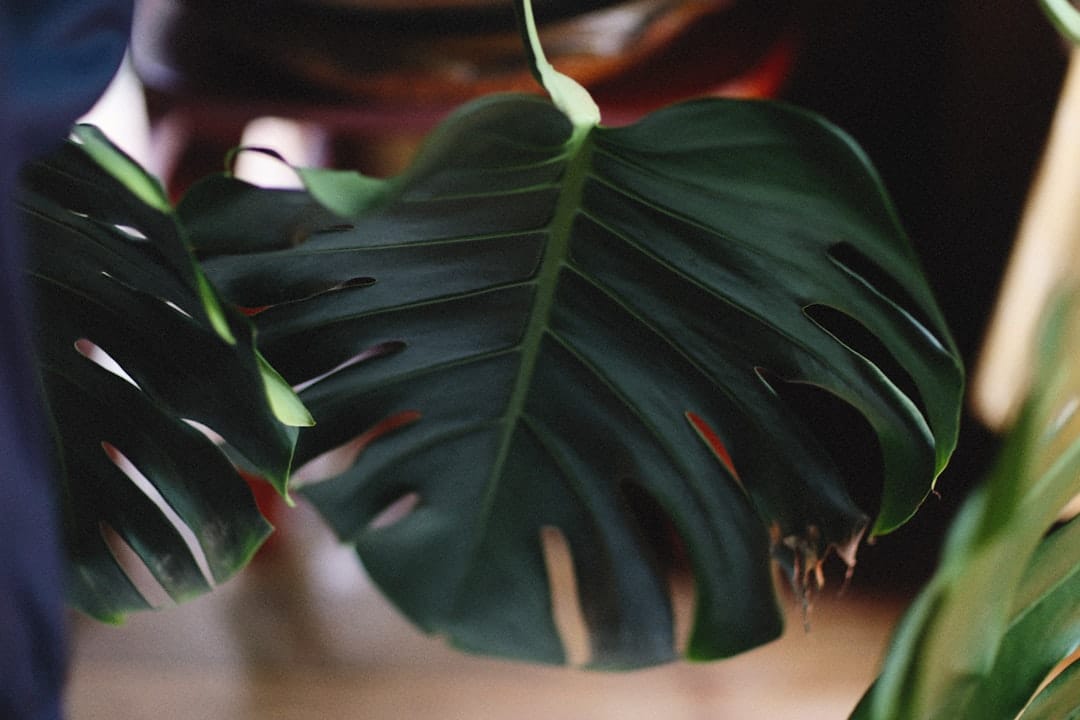 a close up of a plant