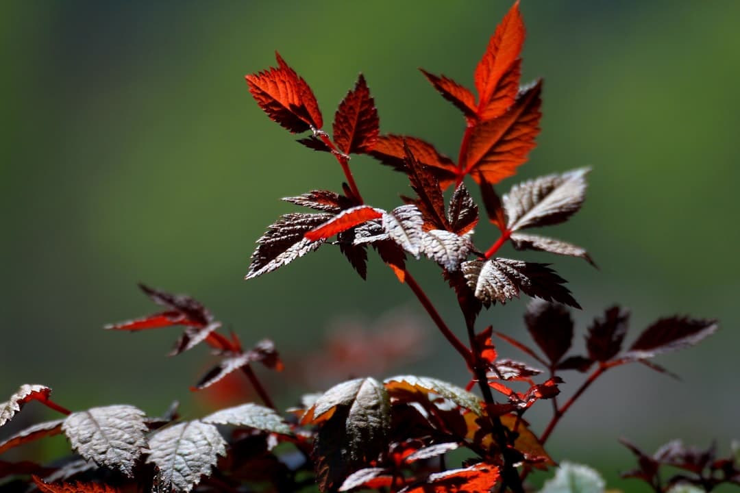 red and brown leaves in close up photography