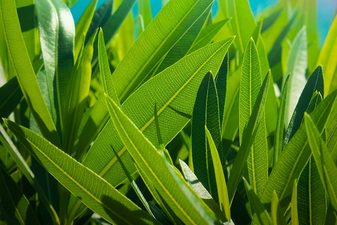 green sword leaf during daytime
