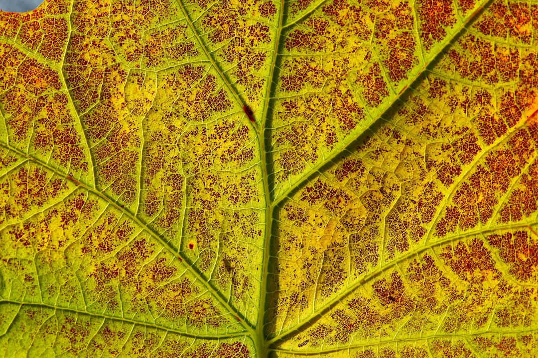 yellow and green leaf plant