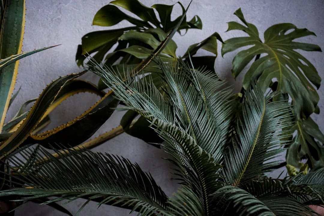 a close up of a plant near a wall
