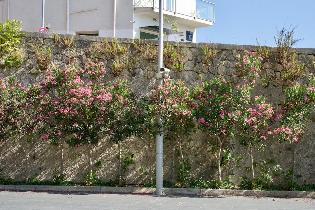 Pink flowers bloom in front of a stone wall.